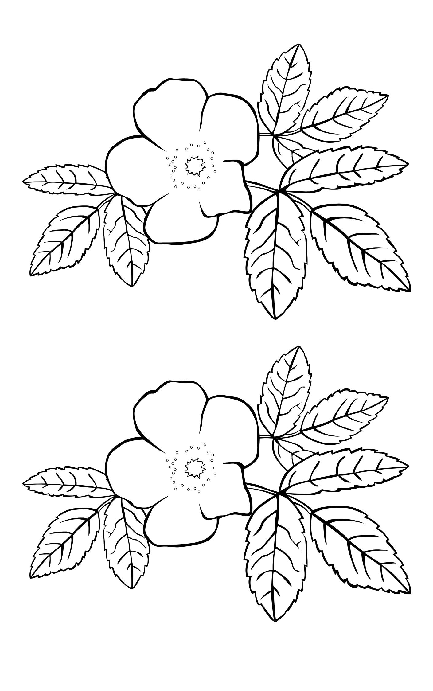 Creative Pattern Book